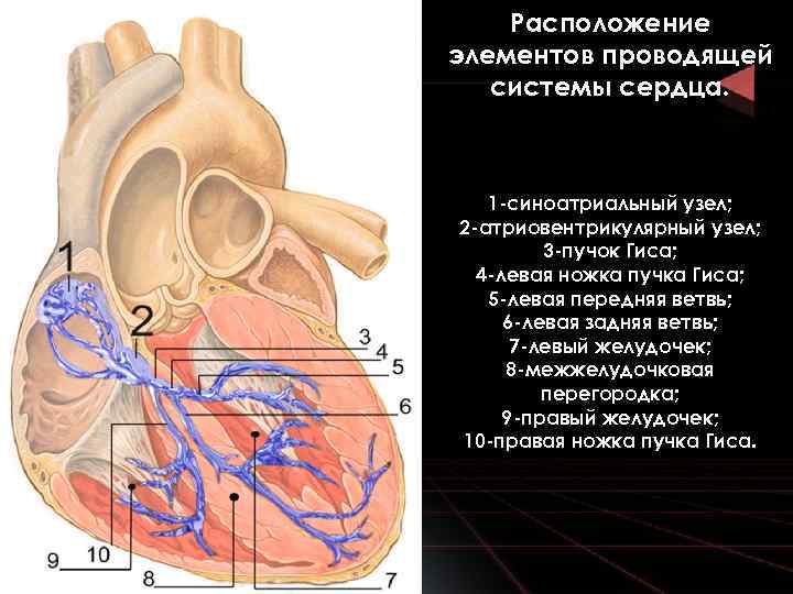 Синусовый узел сердца