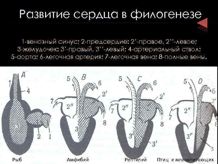 Эволюция сердца рыбы