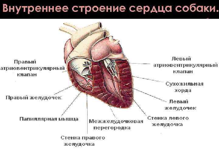 Сердце собаки. Строение сердца собаки анатомия. Строение собачьего сердца. Внутреннее строение сердца собаки.