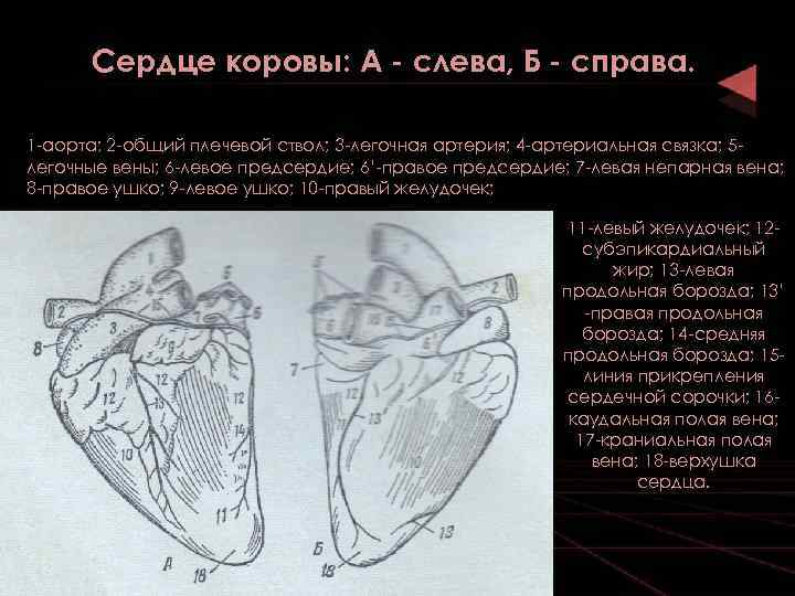 Сердце коровы: А - слева, Б - справа. 1 -аорта; 2 -общий плечевой ствол;