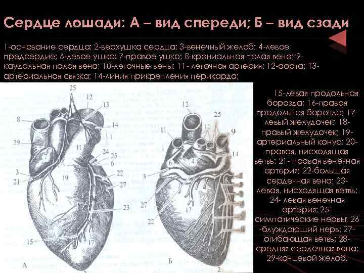 Сердце лошади рисунок