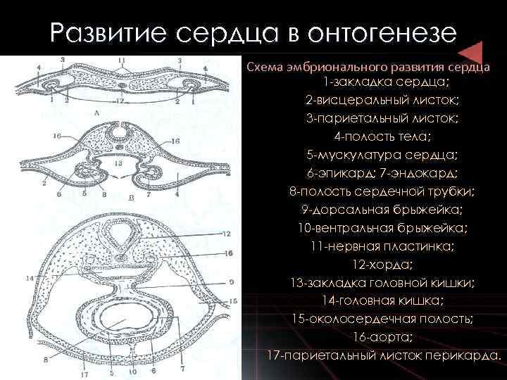 Сердце млекопитающих рисунок с обозначениями