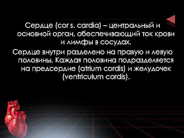 Сердце (cor s. cardia) – центральный и основной орган, обеспечивающий ток крови и лимфы