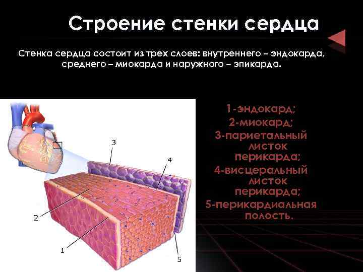 Строение стенки сердца презентация