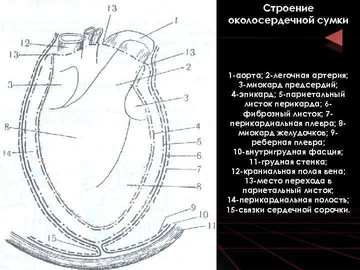 Пазухи перикарда картинки