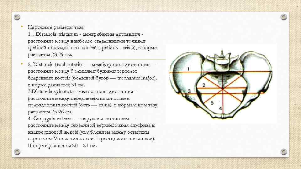  • Наружные размеры таза: 1. . Distancia cristarum - межгребневая дистанция расстояние между