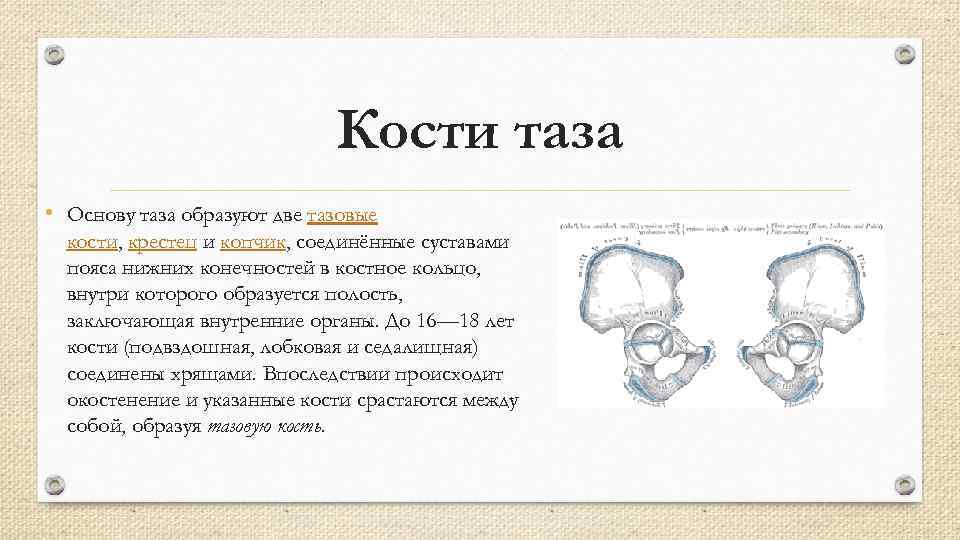 Кости таза • Основу таза образуют две тазовые кости, крестец и копчик, соединённые суставами