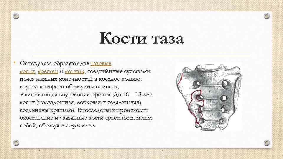 Кости таза • Основу таза образуют две тазовые кости, крестец и копчик, соединённые суставами