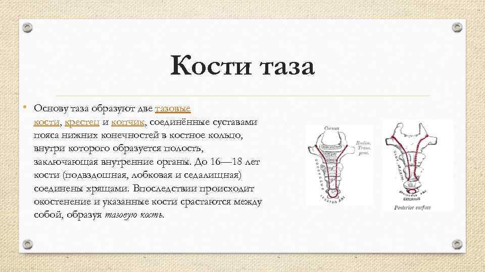 Кости таза • Основу таза образуют две тазовые кости, крестец и копчик, соединённые суставами