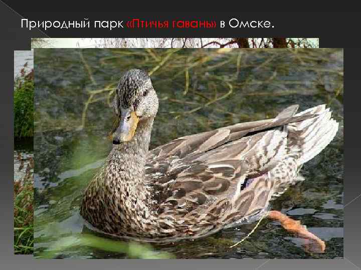 Природный парк «Птичья гавань» в Омске. 