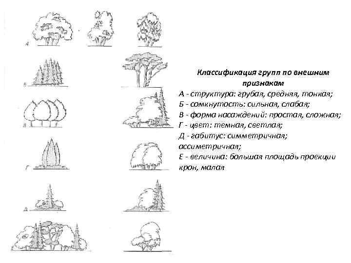 Классификация групп по внешним признакам А - структура: грубая, средняя, тонкая; Б - сомкнутость: