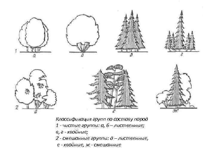Классификация групп по составу пород 1 - чистые группы: а, 6 – лиственные; в,