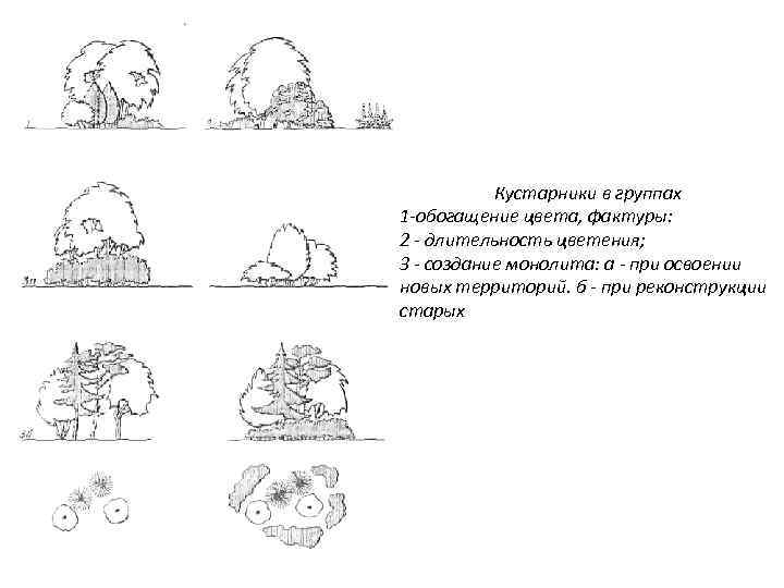 Кустарники в группах 1 -обогащение цвета, фактуры: 2 - длительность цветения; 3 - создание