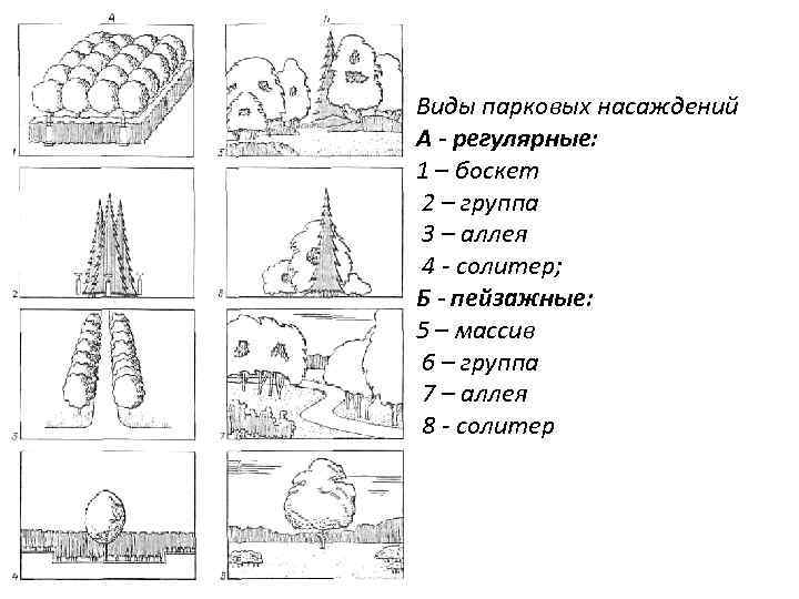 Виды парковых насаждений А - регулярные: 1 – боскет 2 – группа 3 –