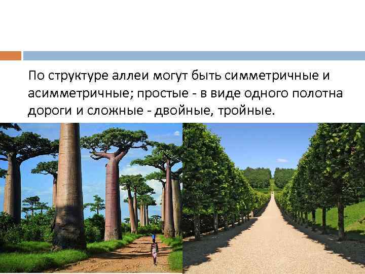 По структуре аллеи могут быть симметричные и асимметричные; простые - в виде одного полотна