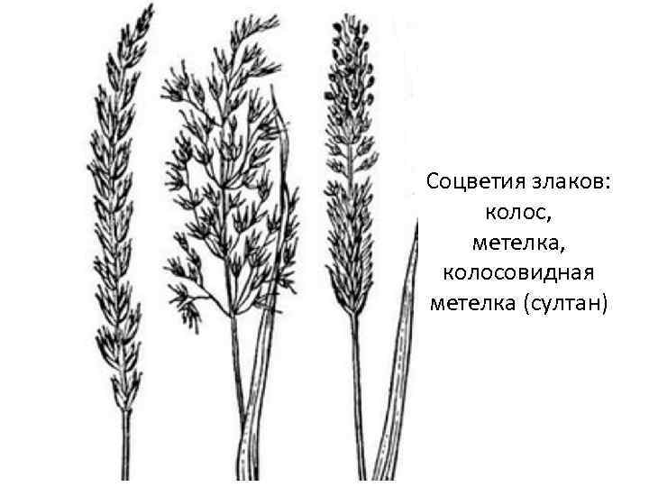 Злачное соцветие кроссворд