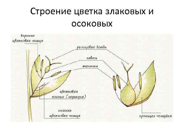 Строение цветка злаковых и осоковых 