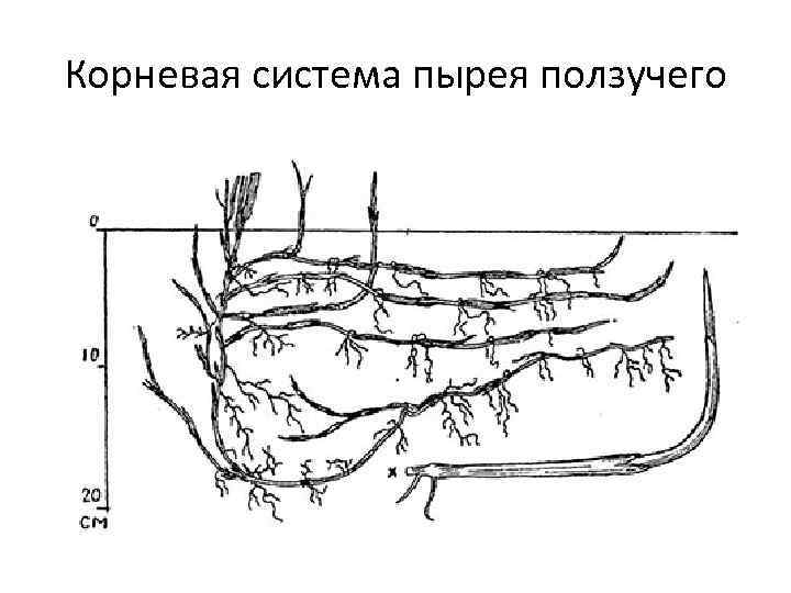 Корневая система пырея ползучего 