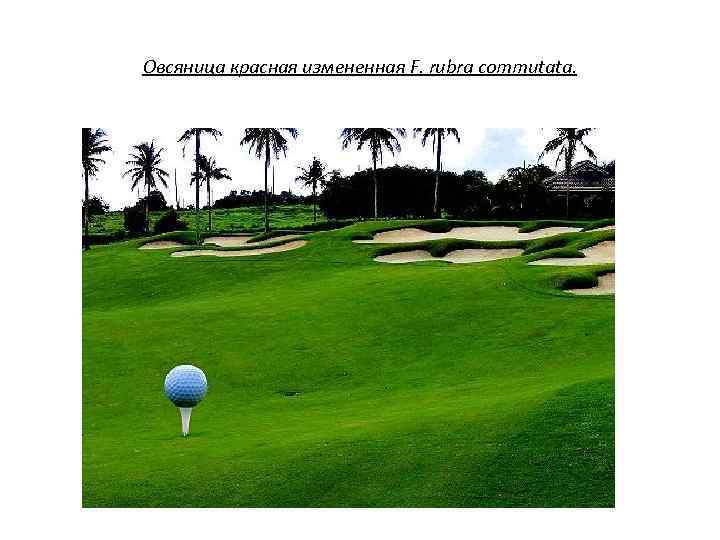 Овсяница красная измененная F. rubra commutata. 