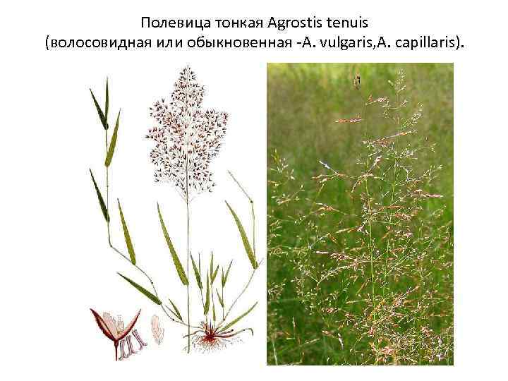 Полевица тонкая Agrostis tenuis (волосовидная или обыкновенная -A. vulgaris, A. capillaris). 