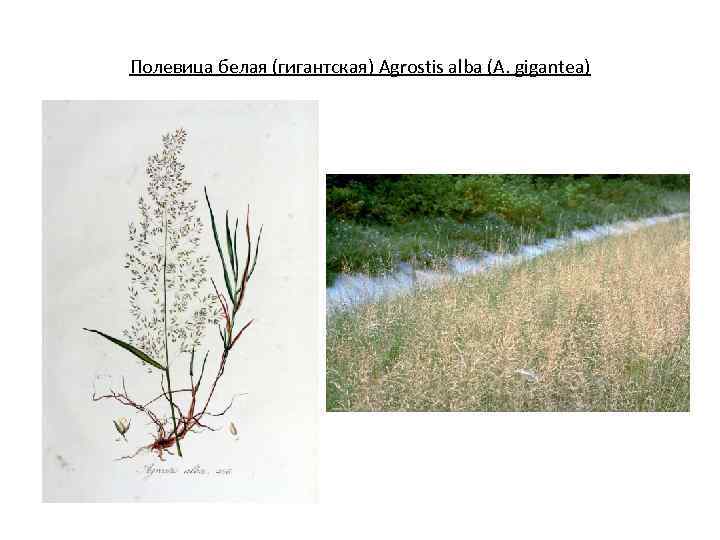 Полевица белая (гигантская) Agrostis alba (A. gigantea) 