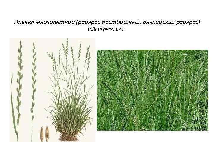 Плевел многолетний (райграс пастбищный, английский райграс) Lolium perenne L. 