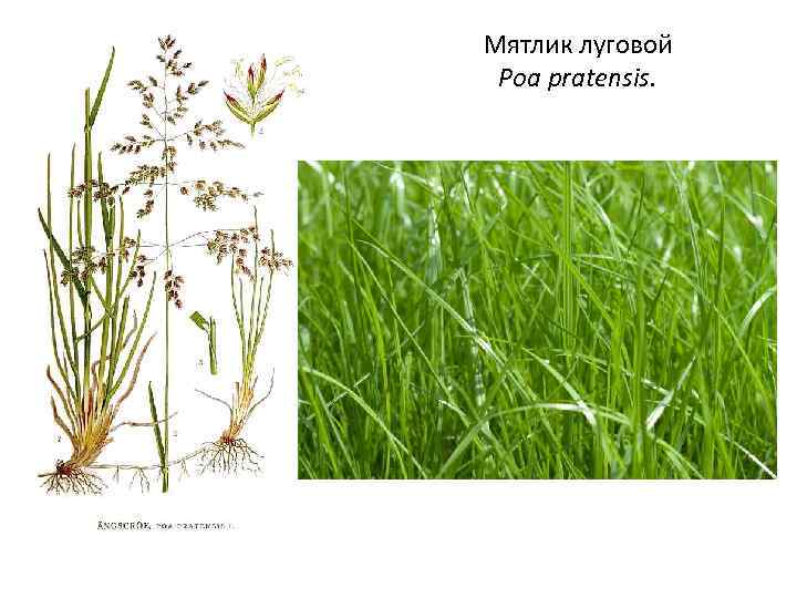 Мятлик луговой Роа pratensis. 