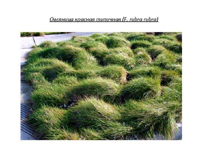 Овсяница красная типичная (F. rubra) 