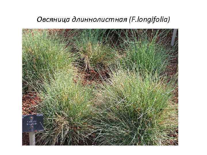 Овсяница длиннолистная (F. longifolia) 