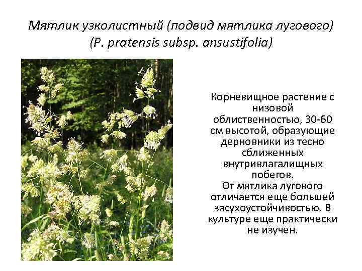 Мятлик узколистный (подвид мятлика лугового) (P. pratensis subsp. ansustifolia) Корневищное растение с низовой облиственностью,