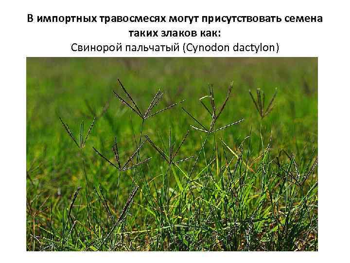 В импортных травосмесях могут присутствовать семена таких злаков как: Свинорой пальчатый (Cynodon dactylon) 
