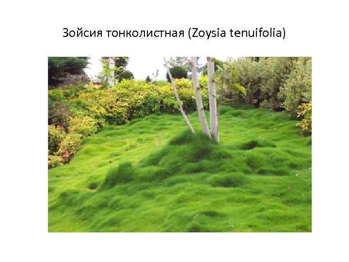 Зойсия тонколистная (Zoysia tenuifolia) 