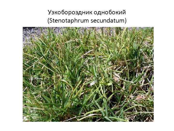Узкобороздник однобокий (Stenotaphrum secundatum) 