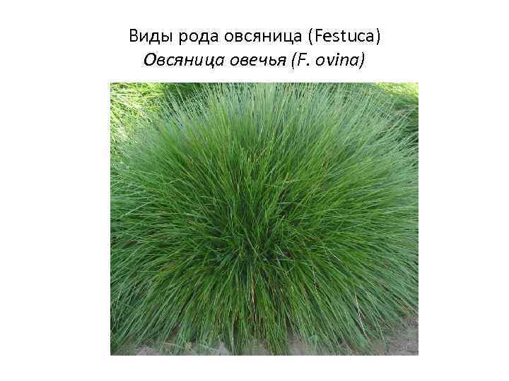 Виды рода овсяница (Festuca) Овсяница овечья (F. ovina) 