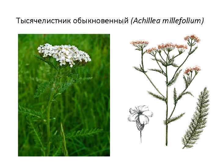 Тысячелистник обыкновенный (Achillea millefolium) 