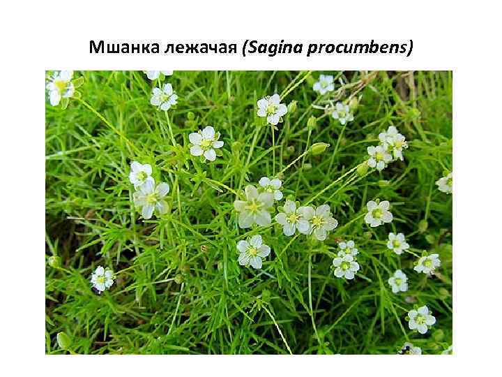 Мшанка лежачая (Sagina procumbens) 