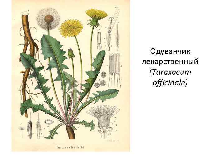 Одуванчик лекарственный (Taraxacum officinale) 