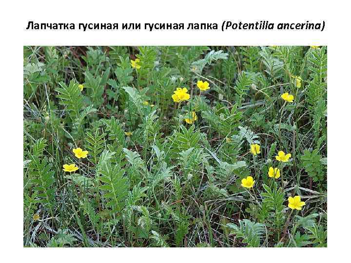 Лапчатка гусиная или гусиная лапка (Potentilla ancerina) 