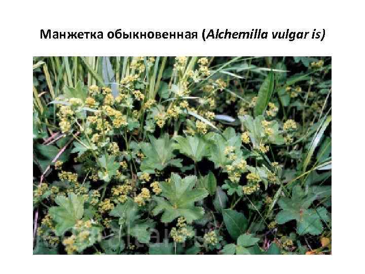 Манжетка обыкновенная (Alchemilla vulgar is) 