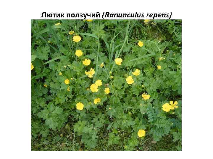 Лютик ползучий (Ranunculus repens) 