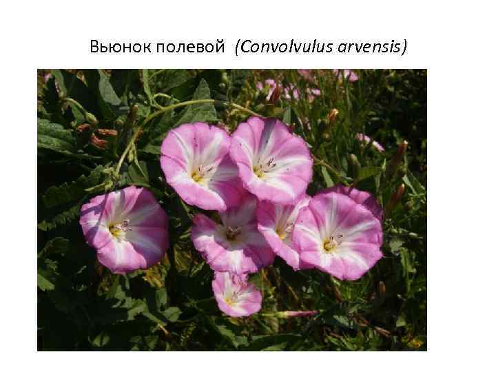 Вьюнок полевой (Convolvulus arvensis) 