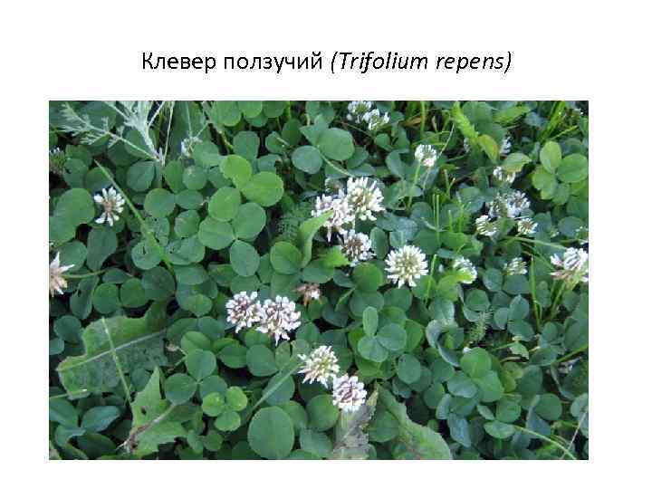 Клевер ползучий (Trifolium repens) 