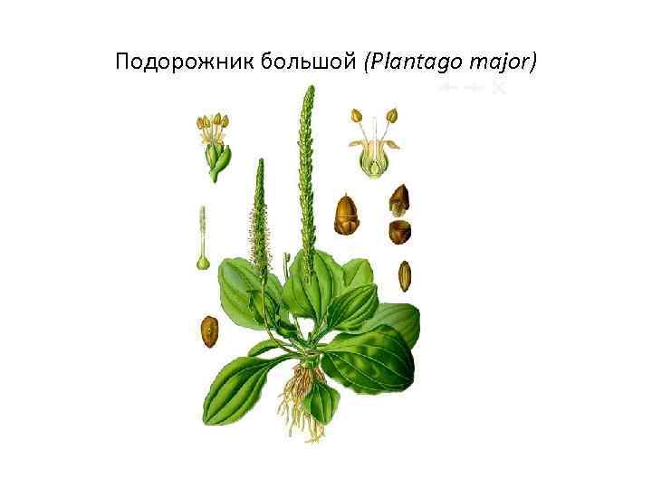 Подорожник большой (Plantago major) 