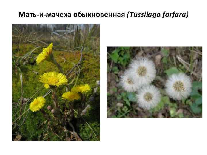 Мать-и-мачеха обыкновенная (Tussilago farfara) 