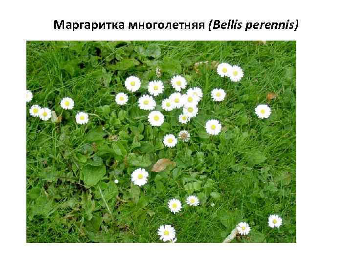 Маргаритка многолетняя (Bellis perennis) 