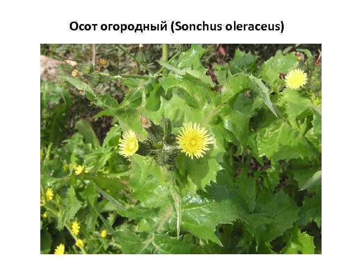 Осот огородный (Sonchus oleraceus) 