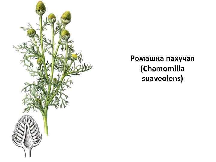 Ромашка пахучая (Chamomilla suaveolens) 