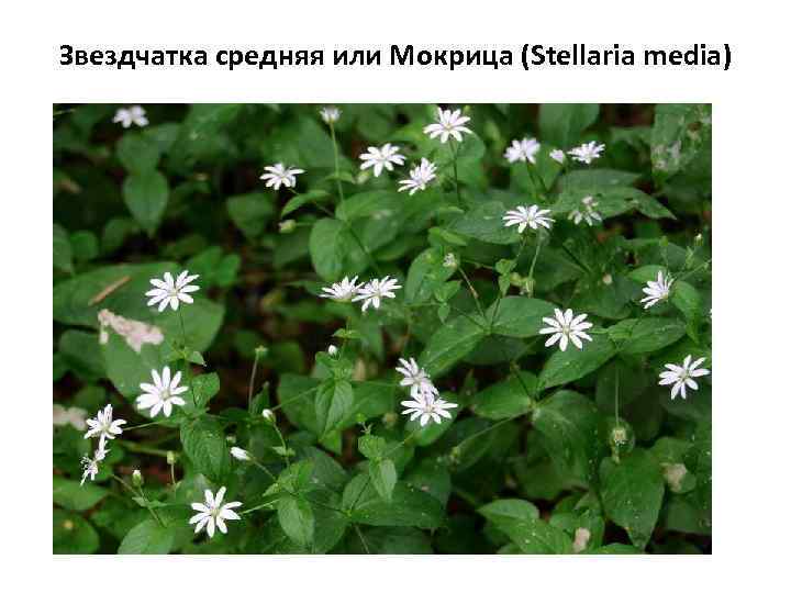 Звездчатка средняя или Мокрица (Stellaria media) 