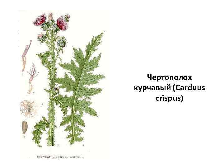 Чертополох курчавый (Carduus crispus) 