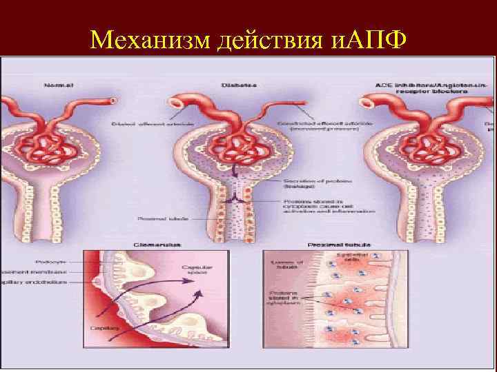 Механизм действия и. АПФ 